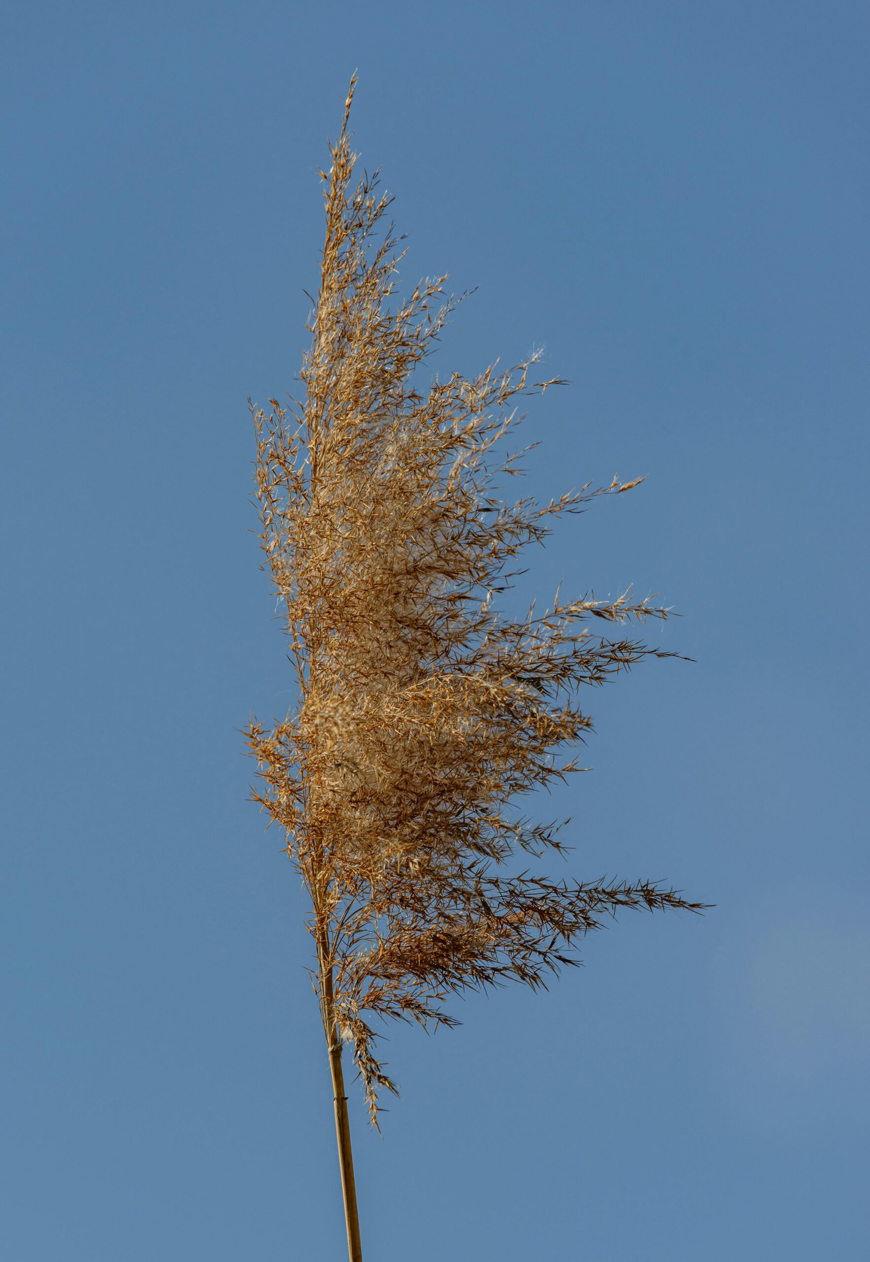 Close-up of a windblown dry reed against a clear blue sky, illustrating natural beauty and simplicity.